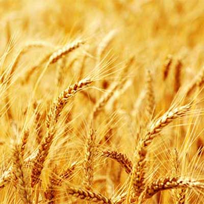 Tarwe = Triticum